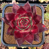 Echeveria Agavoides Romeo Flower seeds for Planting - Compact Growth, Heirloom & GMO Free Seeds for Home Garden