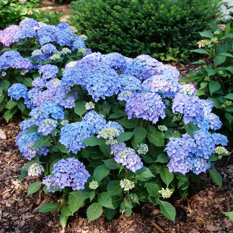 Blue White Pelargonium Geranium Flower Seeds for Planting