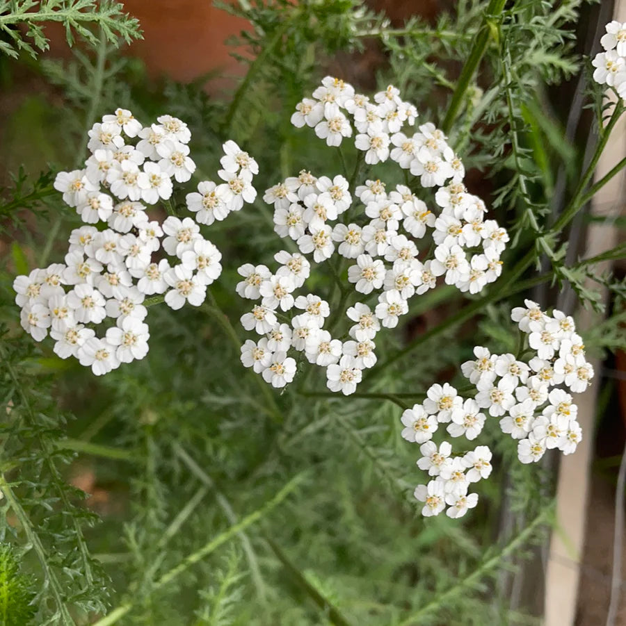 Achillea Millefolium Flower seeds for Planting Drought Tolerant Heirloom & GMO Free Seeds for Home Garden