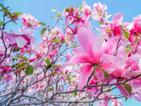 Magnolia campbellii Stunning Pink Flower Tree Seeds (Zone 7+)