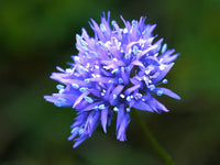 Blue Gilly Flower seeds for Planting - Drought Tolerant, Heirloom & GMO Free Seeds for Home Garden