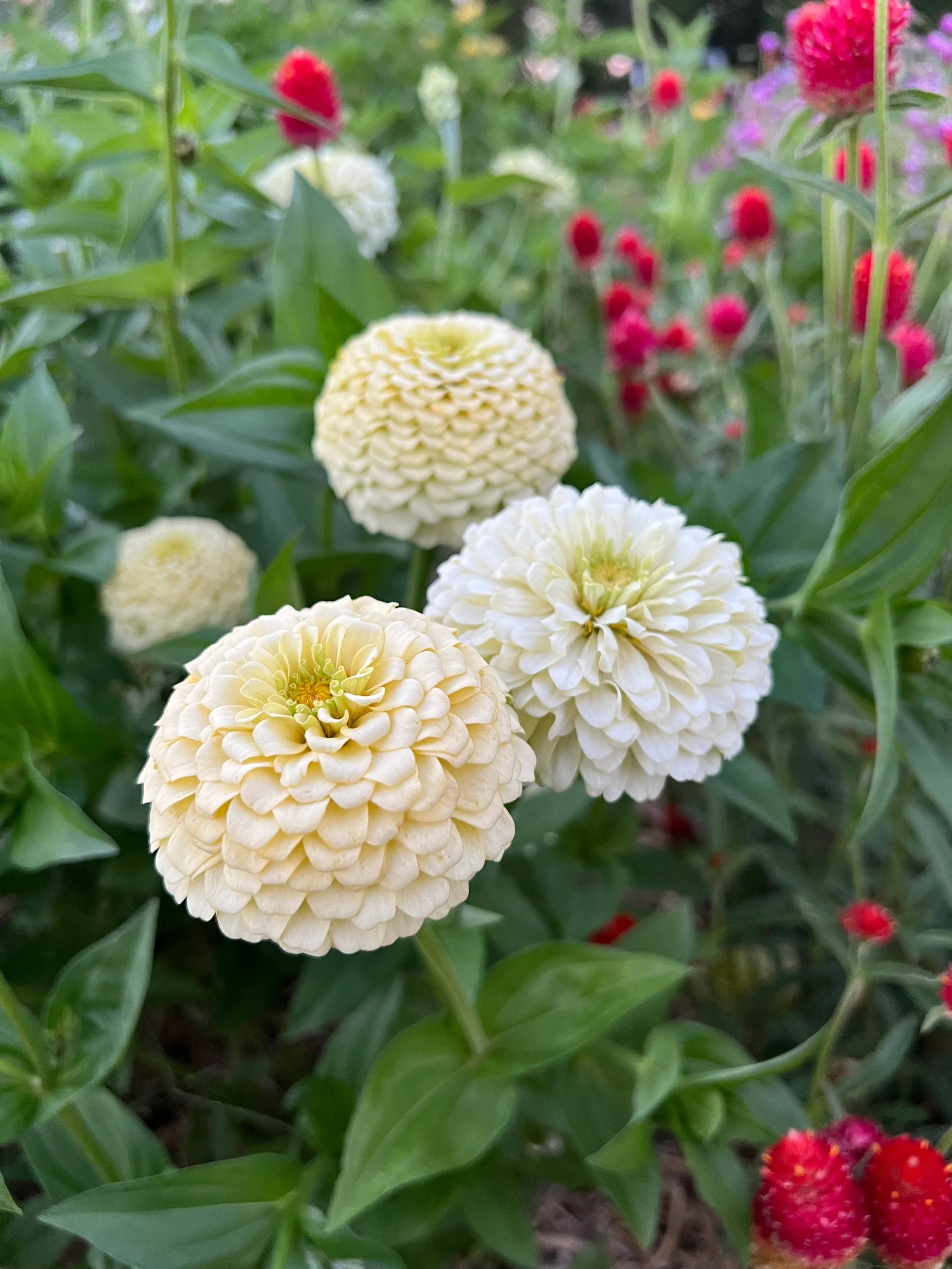 White Oklahoma Flower seeds for Planting - Bright Blooms, Heirloom & GMO Free Seeds for Home Garden