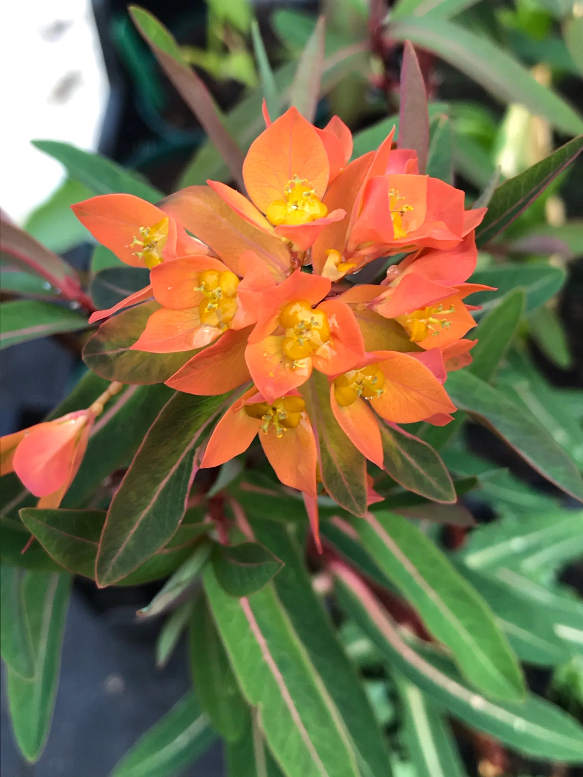 Fireglow Flower seeds for Planting Bright Blooms Heirloom & GMO Free Seeds for Home Garden