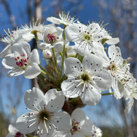 White Calleryana Flower seeds for Planting - Cut Flower Favorite, Heirloom & GMO Free Seeds for Home Garden