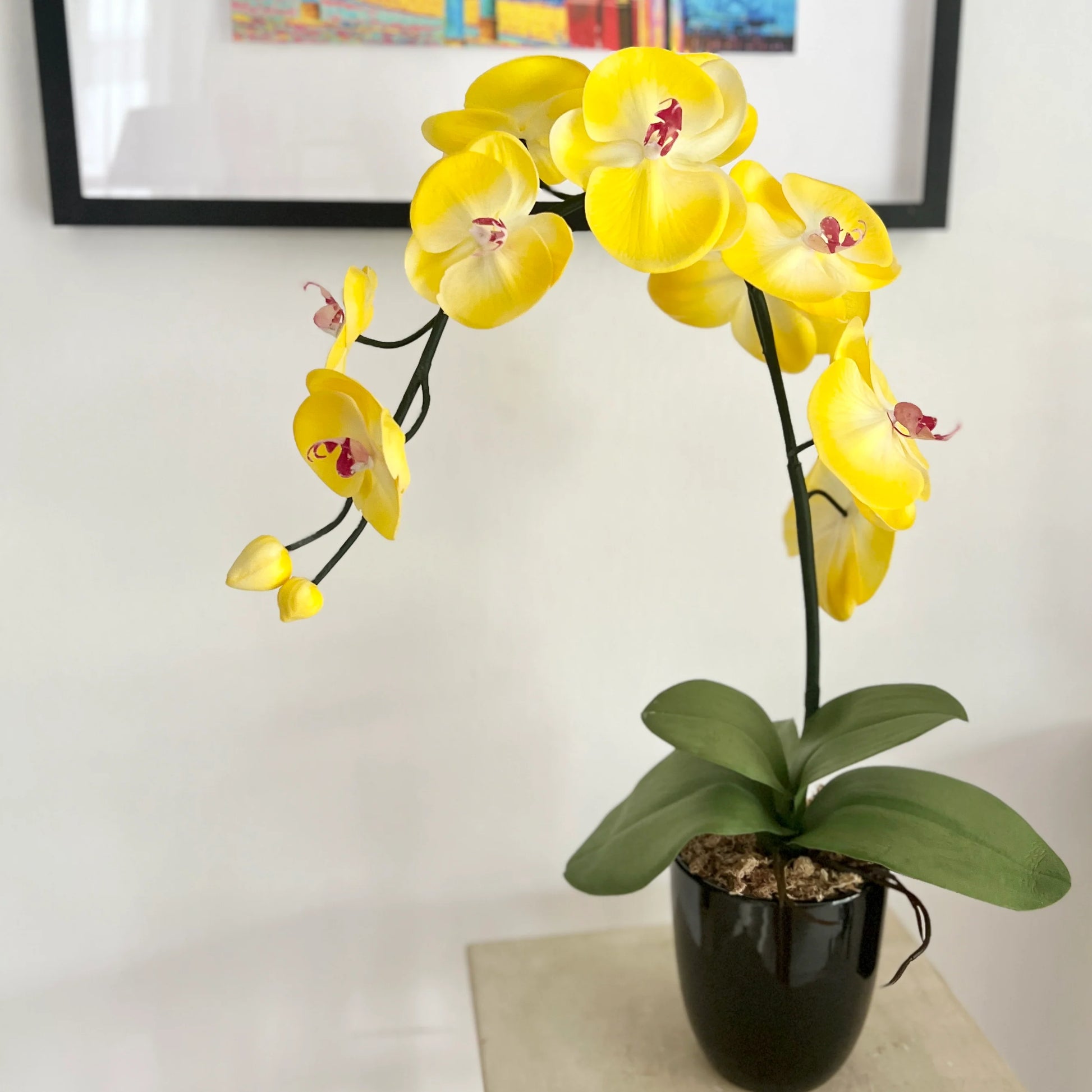 Yellow Phalaenopsis Orchid Plant Seeds for Planting