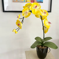 Yellow Phalaenopsis Orchid Plant Seeds for Planting