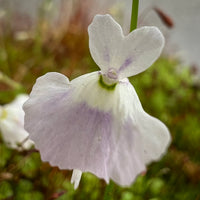 Utricularia Sandersonii Flower Seeds for Planting 1 pcs