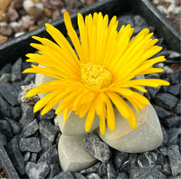 Sea Green Lapidaria Margaretae Flower seeds for Planting - Cut Flower Favorite, Heirloom & GMO Free Seeds for Home Garden