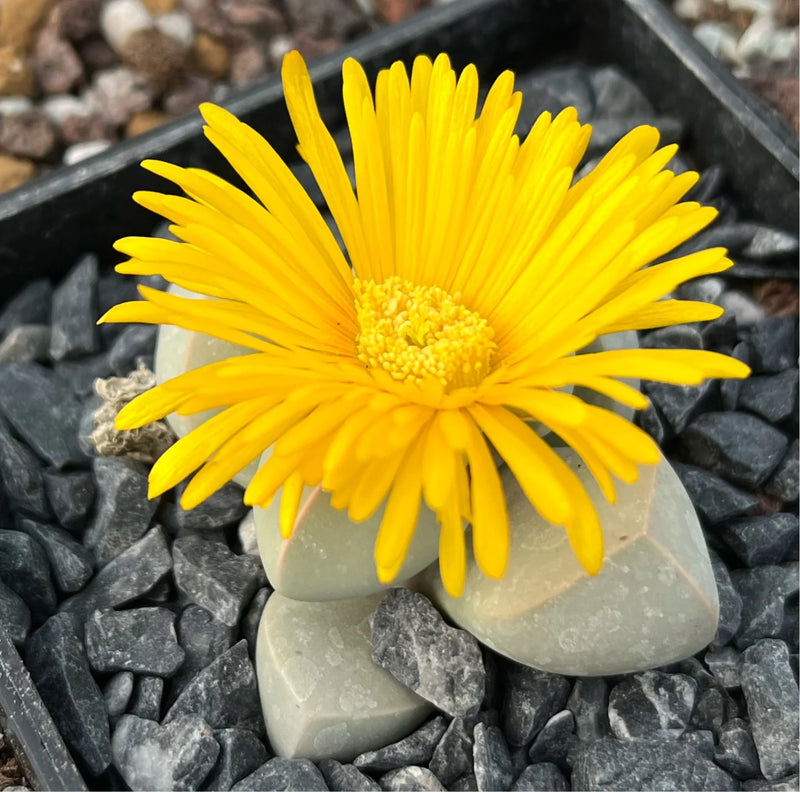 Sea Green Lapidaria Margaretae Flower seeds for Planting - Cut Flower Favorite, Heirloom & GMO Free Seeds for Home Garden