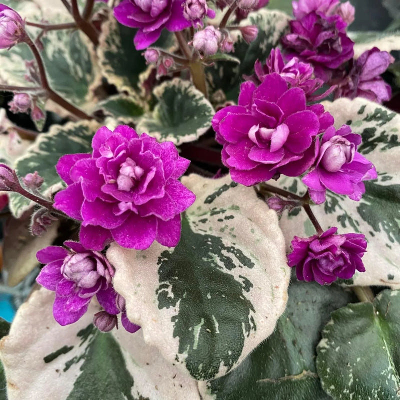African Violets Flower seeds for Planting - Cut Flower Favorite, Heirloom & GMO Free Seeds for Home Garden