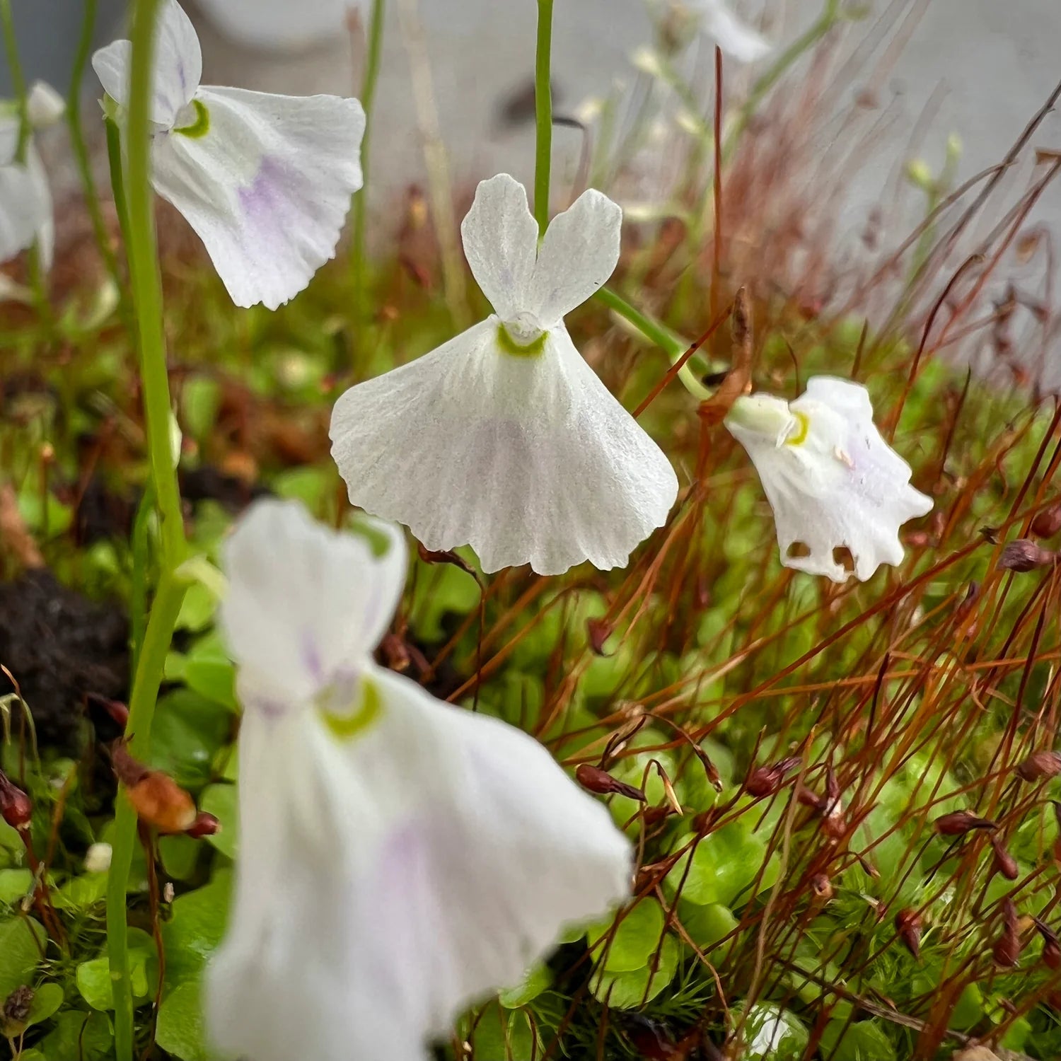 White Utricularia Bisquamata Flower seeds for Planting - Compact Growth, Heirloom & GMO Free Seeds for Home Garden