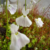 White Utricularia Bisquamata Flower seeds for Planting - Compact Growth, Heirloom & GMO Free Seeds for Home Garden