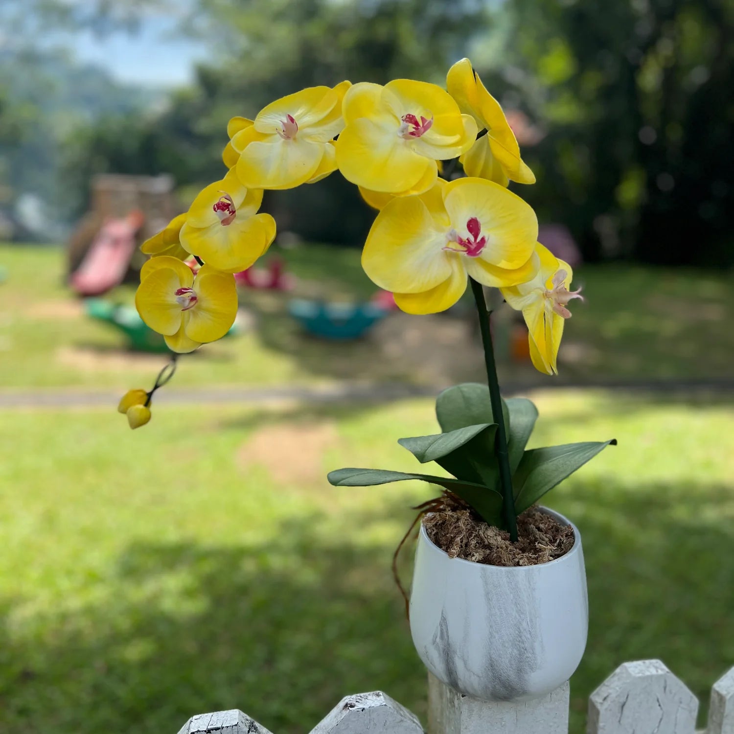 Yellow Phalaenopsis Orchid Flower seeds for Planting - Sun Loving, Heirloom & GMO Free Seeds for Home Garden