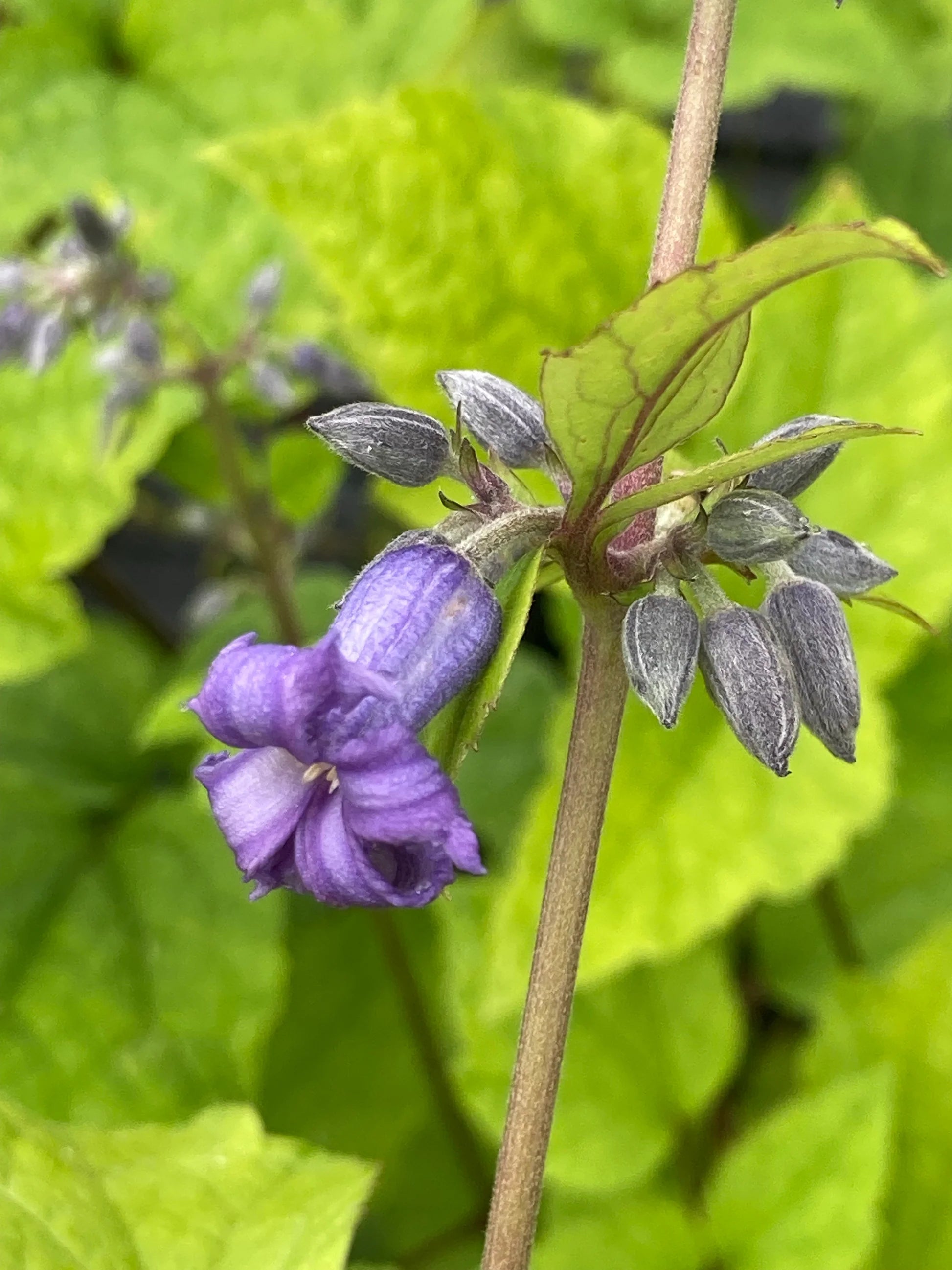 Clematis Heracleifolia Flower seeds for Planting Pollinator Friendly Heirloom & GMO Free Seeds for Home Garden 
 
 Sale