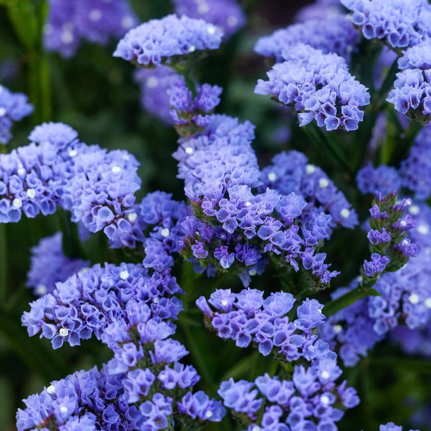 Statice Blue River Flower seeds for Planting - Drought Tolerant, Heirloom & GMO Free Seeds for Home Garden