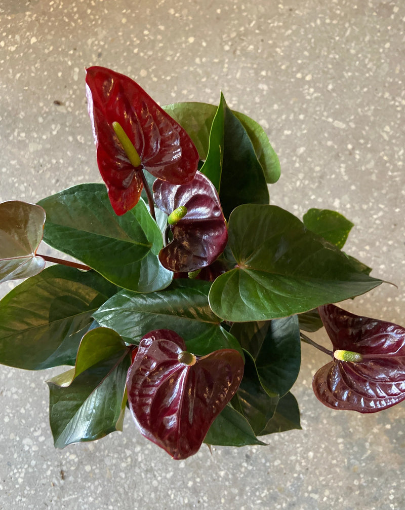 Burgundy Anthurium Flower Seeds for Planting Cottage Garden Essential Heirloom & GMO Free Seeds for Home Garden
 
 Sale