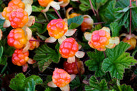 Cloudberry Planting Seeds - Cultivate Rare Garden Fruits