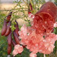 Finger Fruit Seeds - Planting Guide for Successful Growth Seeds