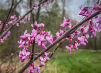 Pink Redbud Flowering Flower seeds for Planting - Drought Tolerant, Heirloom & GMO Free Seeds for Home Garden