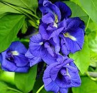 Pea Flower seeds for Planting Cut Flower Favorite Heirloom & GMO Free Seeds for Home Garden