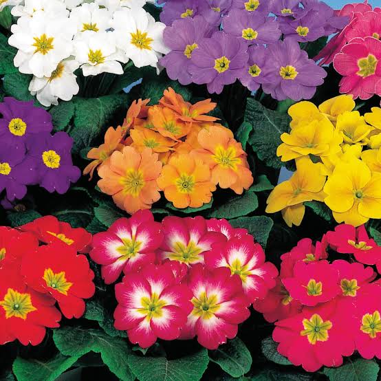 Mixed Primrose OR Primula Obconica Flower Seeds Violet Flower seeds for Planting - Long Bloom Season, Heirloom & GMO Free Seeds for Home Garden
