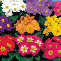 Mixed Primrose OR Primula Obconica Flower Seeds Violet Flower seeds for Planting - Long Bloom Season, Heirloom & GMO Free Seeds for Home Garden