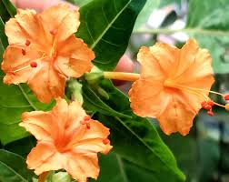 Orange Mirabilis Flower Seeds for Planting Seasonal Bloomer Heirloom & GMO Free Seeds for Home Garden
 
 Sale