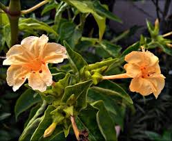 Orange Mirabilis Flower Seeds for Planting Seasonal Bloomer Heirloom & GMO Free Seeds for Home Garden
 
 Sale