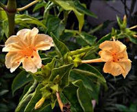 Orange Mirabilis Flower Seeds for Planting Seasonal Bloomer Heirloom & GMO Free Seeds for Home Garden
 
 Sale