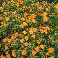 Orange Mirabilis Flower Seeds for Planting Seasonal Bloomer Heirloom & GMO Free Seeds for Home Garden
 
 Sale