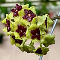 Green Hoya Flower Seeds for Planting Sun Loving Heirloom & GMO Free Seeds for Home Garden
 
 Sale