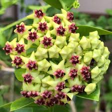 Green Hoya Flower Seeds for Planting Sun Loving Heirloom & GMO Free Seeds for Home Garden
 
 Sale