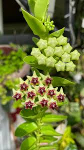 Green Hoya Flower Seeds for Planting Sun Loving Heirloom & GMO Free Seeds for Home Garden
 
 Sale