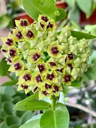 Green Hoya Flower Seeds for Planting Sun Loving Heirloom & GMO Free Seeds for Home Garden
 
 Sale