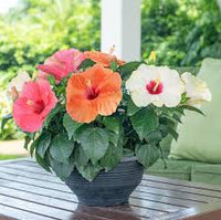 Heirloom Hibiscus Bonsai Flower seeds for Planting Bright Blooms Heirloom & GMO Free Seeds for Home Garden