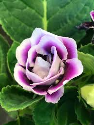 Violet White Gloxinia Flower Seeds for Planting Sun Loving Heirloom & GMO Free Seeds for Home Garden
 
 Sale