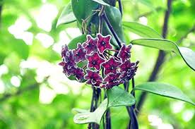 Purple White Hoya Carnosa Flower Seeds for Planting Wildflower Mix Heirloom & GMO Free Seeds for Home Garden
 
 Sale