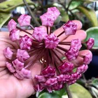 Purple White Hoya Carnosa Flower Seeds for Planting Wildflower Mix Heirloom & GMO Free Seeds for Home Garden
 
 Sale