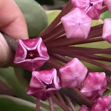 Purple White Hoya Carnosa Flower Seeds for Planting Wildflower Mix Heirloom & GMO Free Seeds for Home Garden
 
 Sale