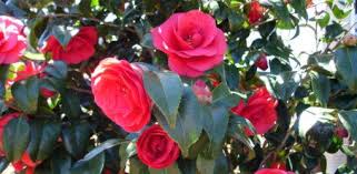 Camellia Flower seeds for Planting Long Bloom Season Heirloom & GMO Free Seeds for Home Garden