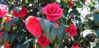 Camellia Flower seeds for Planting Long Bloom Season Heirloom & GMO Free Seeds for Home Garden