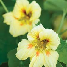 Light Peach Nasturtium Flower Seeds for Garden Fragrant Blossoms Heirloom & GMO Free Seeds for Home Garden
 
 Sale