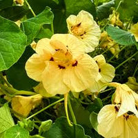 Light Peach Nasturtium Flower Seeds for Garden Fragrant Blossoms Heirloom & GMO Free Seeds for Home Garden
 
 Sale