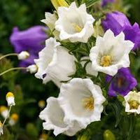 White Canterbury Bells Flower Seeds for Planting Vibrant Colors Heirloom & GMO Free Seeds for Home Garden
 
 Sale