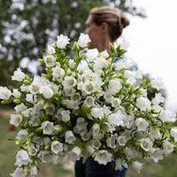 White Canterbury Bells Flower Seeds for Planting Vibrant Colors Heirloom & GMO Free Seeds for Home Garden
 
 Sale