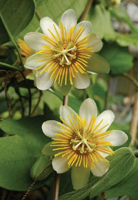 Yellow Passion Flower seeds for Planting - Perfect for Borders, Heirloom & GMO Free Seeds for Home Garden