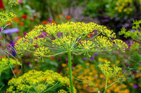 Mammoth Dill (Anethum graveolens) Seeds