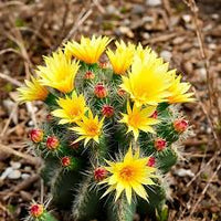 Cactus Flower seeds for Planting - Compact Growth, Heirloom & GMO Free Seeds for Home Garden