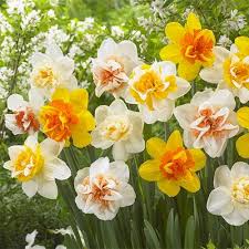 Double Mixed Petals Narcissus Daffodil Flower Seeds for Planting Hardy Variety Heirloom & GMO Free Seeds for Home Garden
 
 Sale