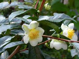 Green Camellia Sinensis Flower seeds for Planting - Fragrant Blossoms, Heirloom & GMO Free Seeds for Home Garden